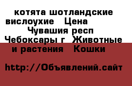 котята шотландские вислоухие › Цена ­ 5 000 - Чувашия респ., Чебоксары г. Животные и растения » Кошки   